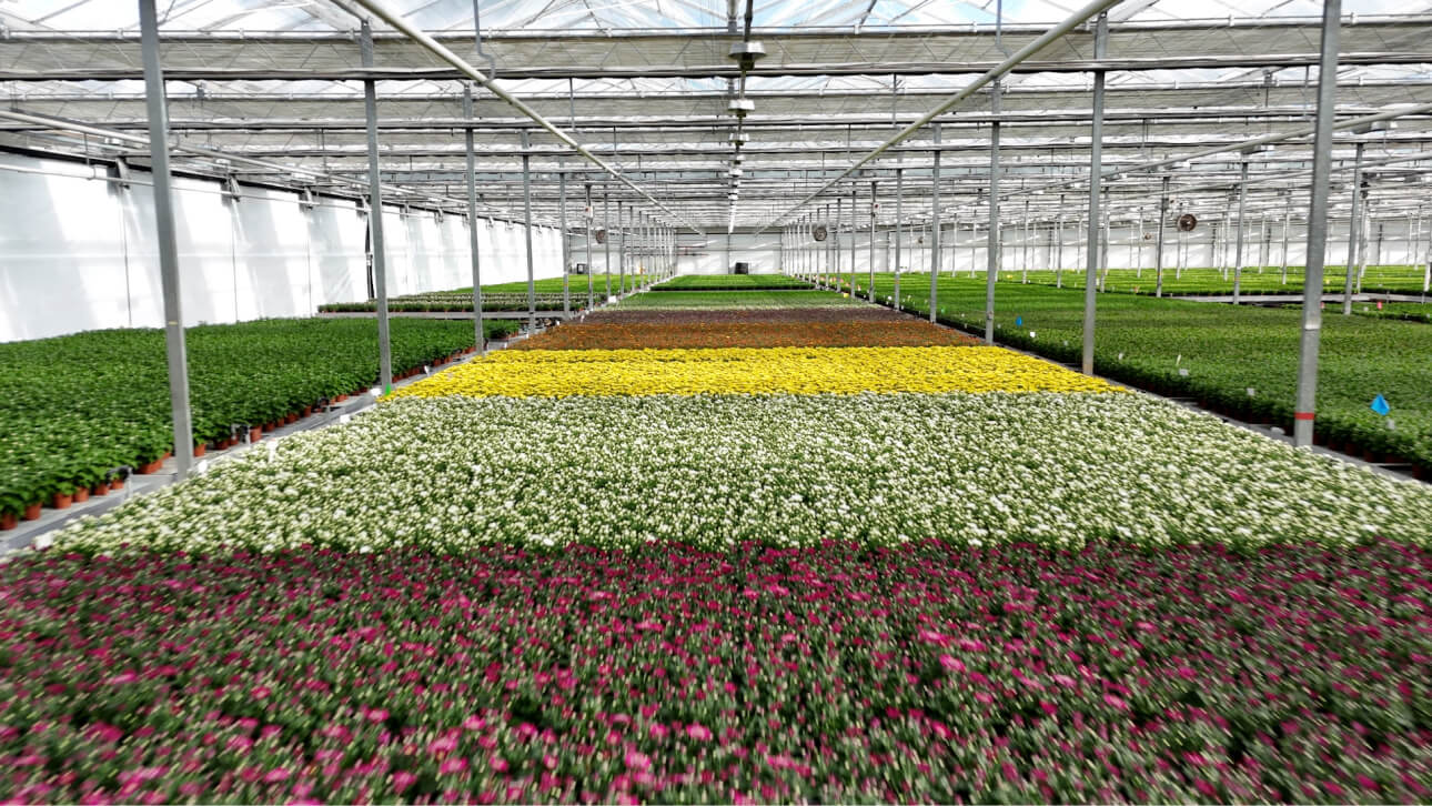 Greenhouse at Double H Nurseries, utilising Three Business's 5G network for real-time monitoring and scalability.