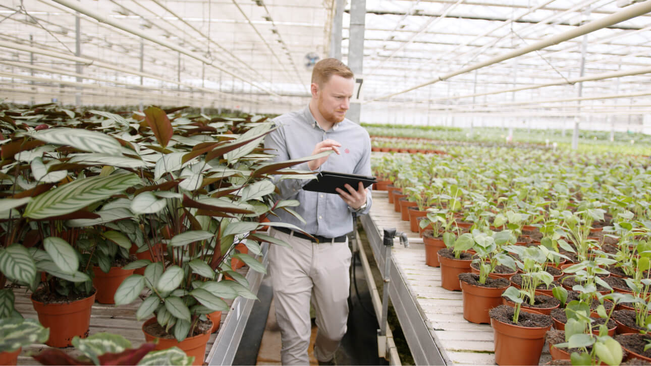 Greenhouse at Double H Nurseries, utilising Three Business's 5G network for real-time monitoring and scalability.